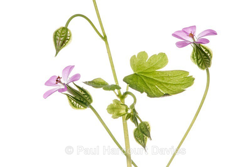 Shiny Cranesbill (Geranium lucidum) - Plants - WB