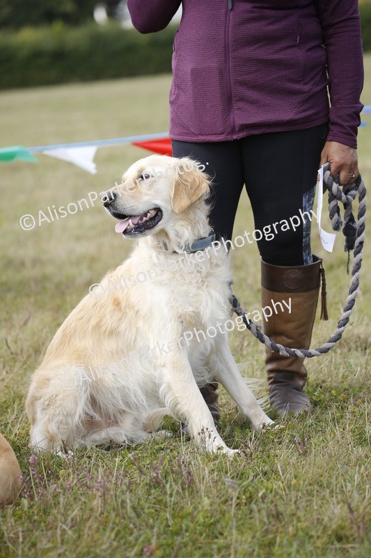 20250831-3639 - Dog Show