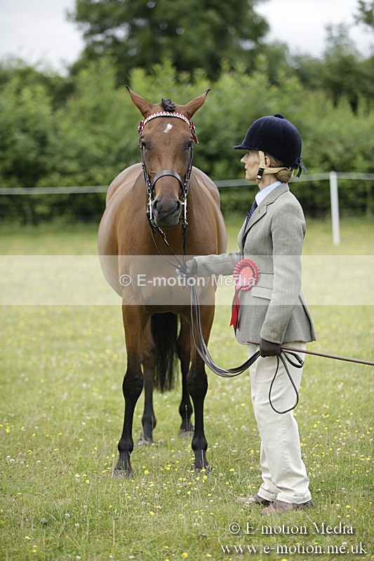 BVR160717-1114 - In Hand Championship 16/07/17