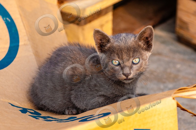 Cat domestic-904 - Pet Photography