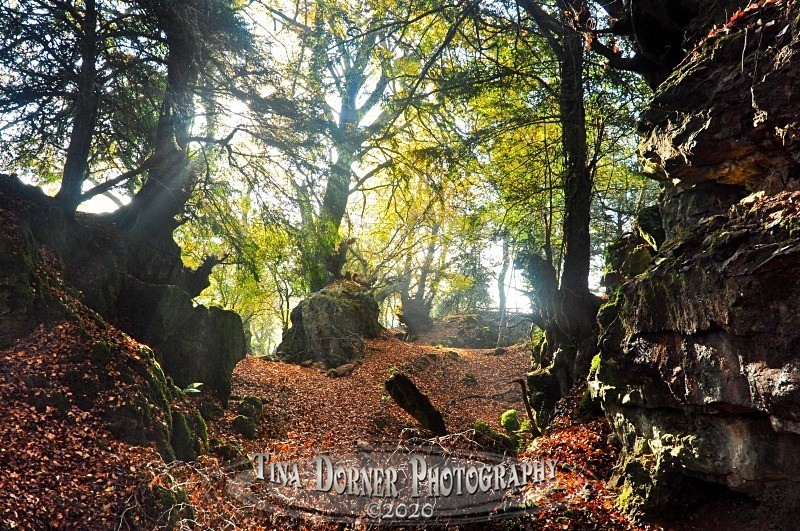 Forest Floor and rockface from Autumn Forest of Dean and Wye Valley Portfolio by Tina Dorner Photography