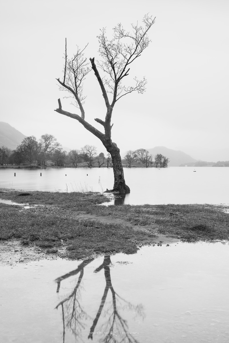 Wet roots - Ullswater, Lake District - Ullswater Lost Trees