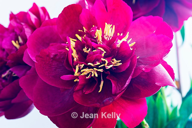 Red Peony - DSC_4649 - Red
