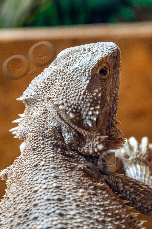 bearded dragon Pogona vitticeps-0586 - Pet Photography