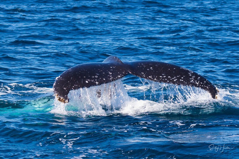 Labour Fluke 2 - Humpback Whales