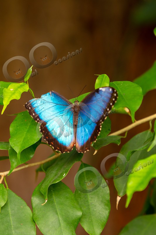 Blue morpho Butterfly Morpho peleides butterfly-5419 - Insects from around the world