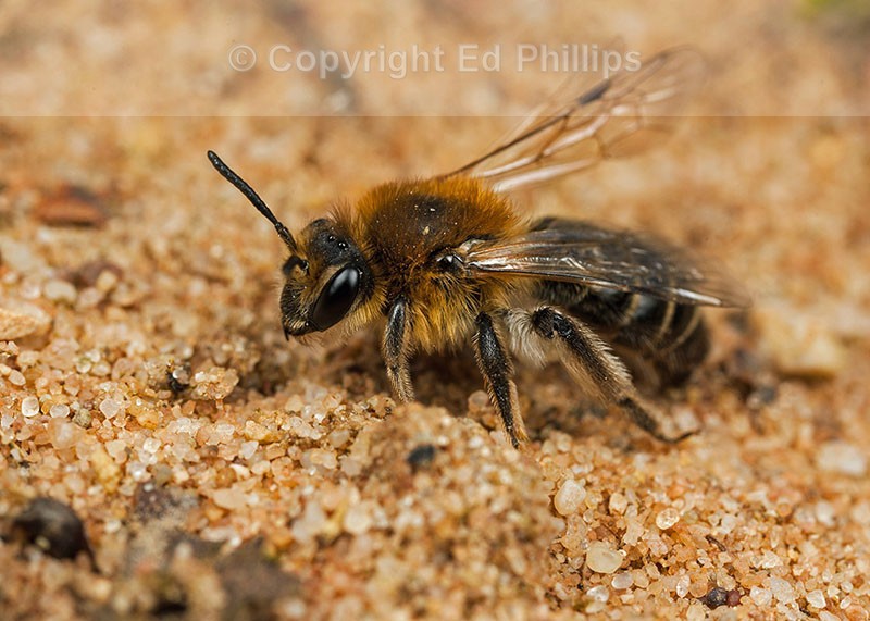 Andrena barbilabris (f)