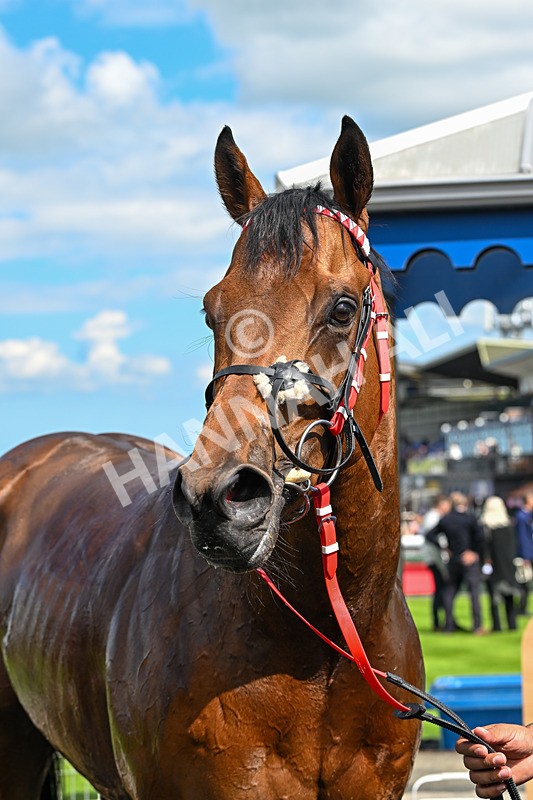 280525-Race 3-Rogue Invader-5005 - Race 3