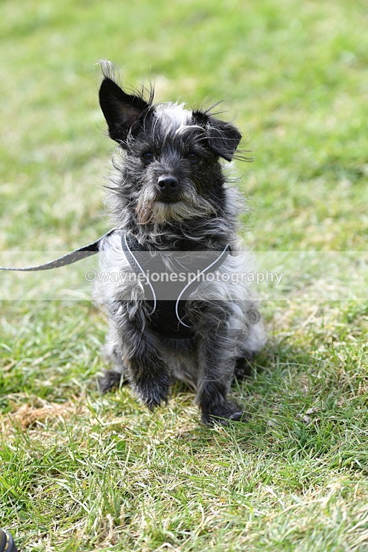 WJ5_0805 - Best in Show Championship