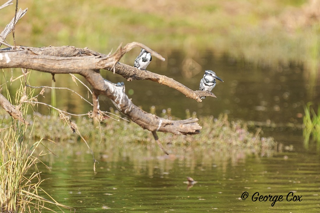 Pied Kingfishers - India