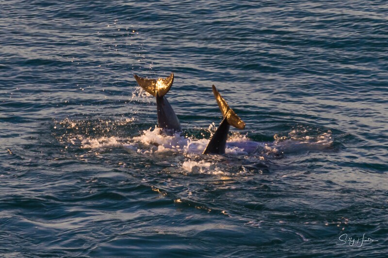 synchronized swimming - Dolphins