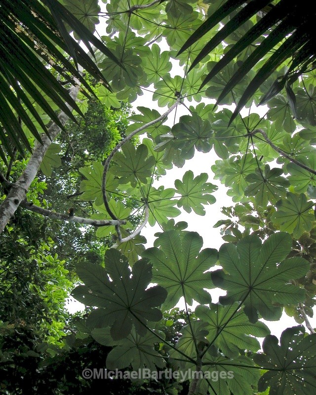 Puerto Rico Rain Froest