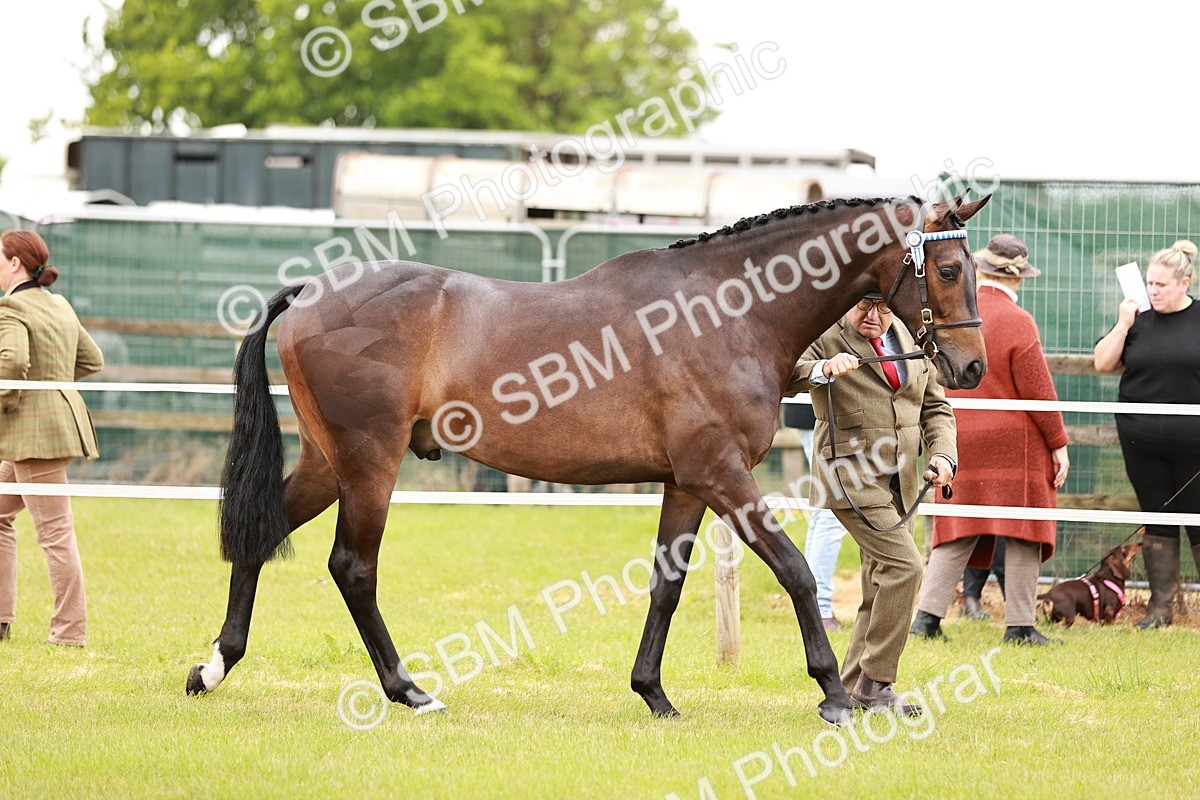 SBM_04760 - Class 35-38 Riding Horse Breeding