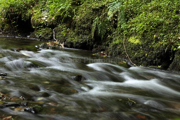 Dartmoor _ DR 014 - Dartmoor, Devon
