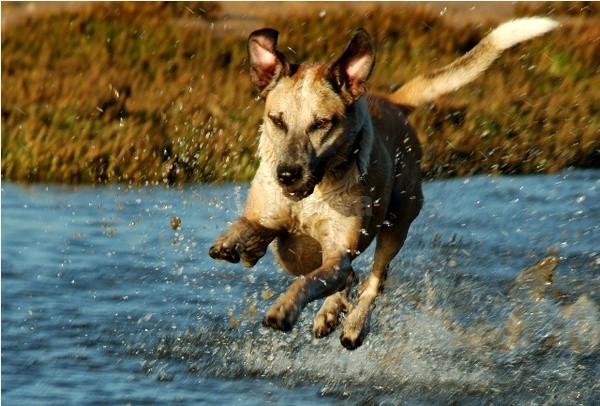 I can fly - Lara Rara