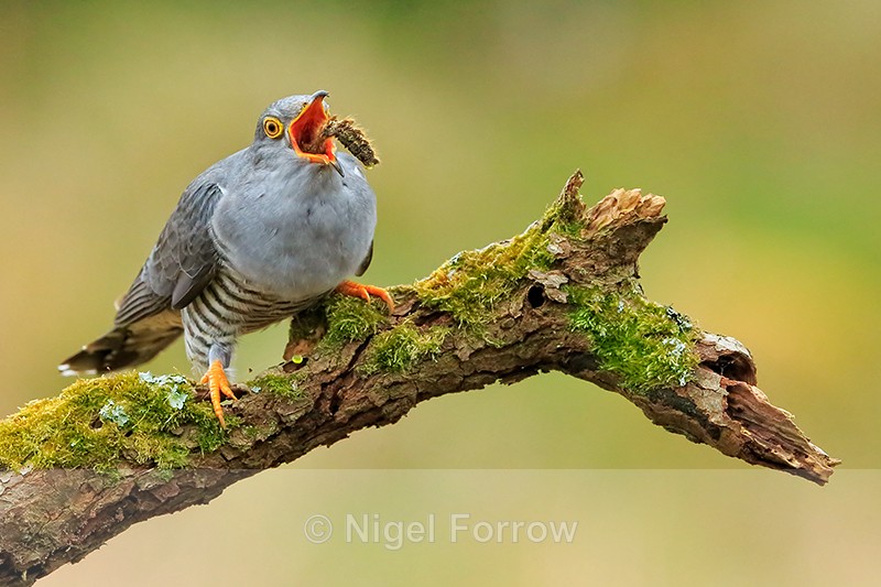 Cuckoo (male) swallowing caterpillar, Scotland - Cuckoo
