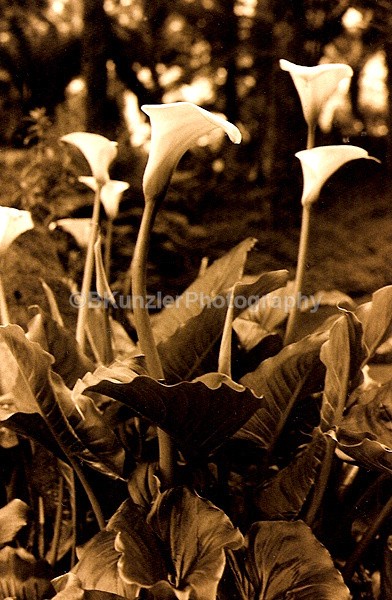  - Flowers