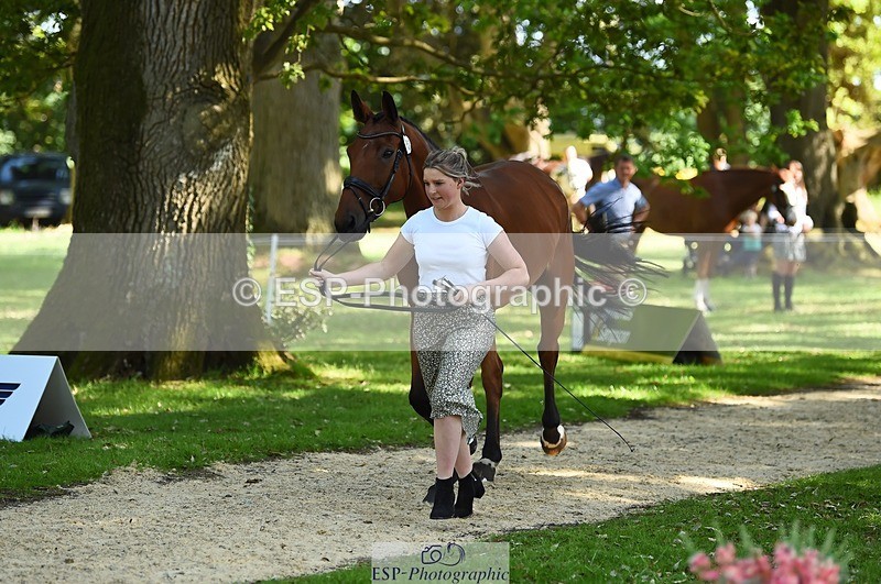 230524-160612-00679 - 253-MY_EASTWOOD_BRIGHTSIDE-Darcy_Zander-WEDTrotUp+DR