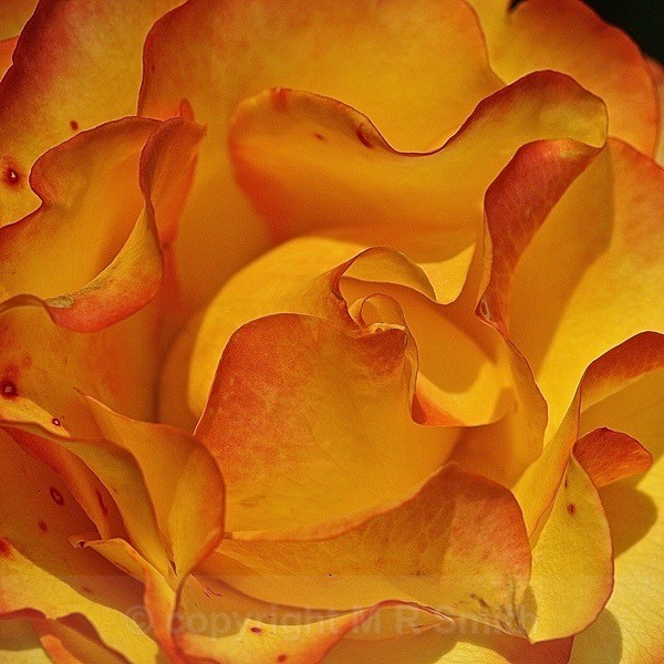 Rose Folds - MACRO & CLOSE UPS