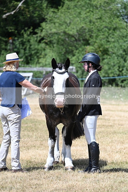 WJ7_2405 - Class 5a Most Handsome Gelding in hand (above 14.2hh)