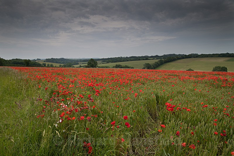  - Landscape