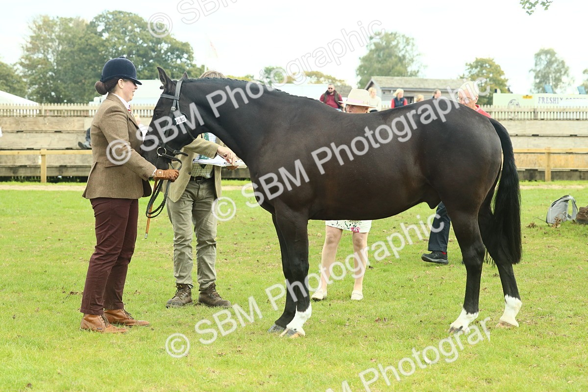 SBM_66450 - S34 - Rehabilitated Rescue Horse & Pony In Hand & Ridden