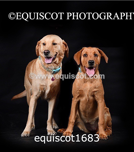 equiscot1683 - MOLLY & MACEY
