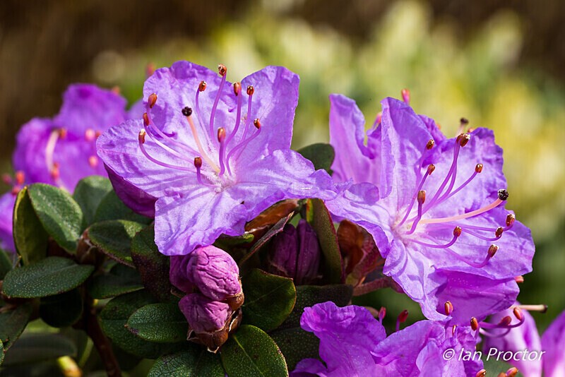 Spring Garden Growth 8 - Nature
