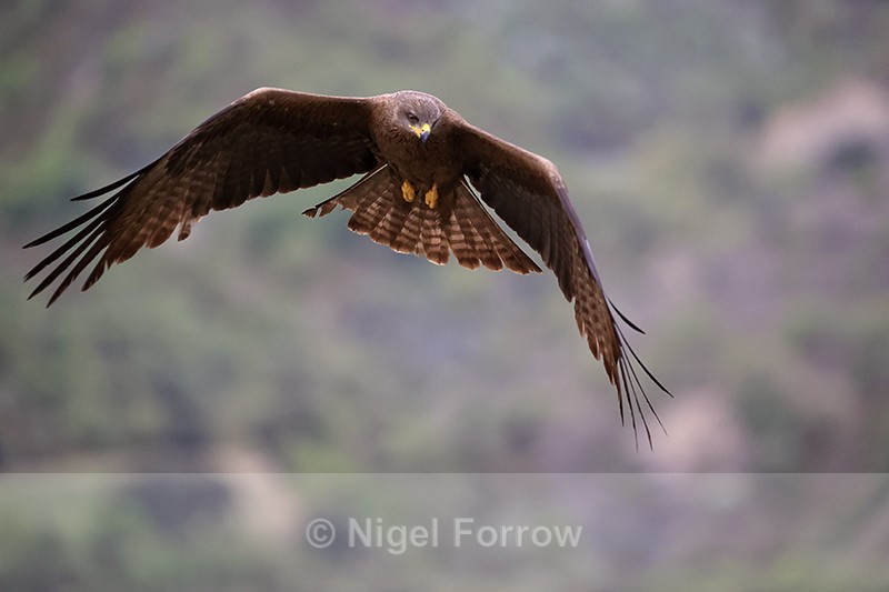Black Kite hovering, Catalonia, Spain - Black Kite