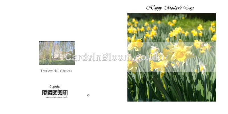 706 Mother's Day Daffodils - Mother's Day