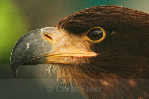 White Tailed Sea Eagle - Animals/ Wildlife