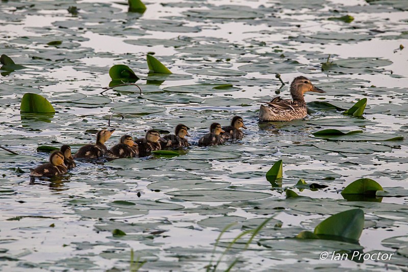 Follow the Leader! - Ducklings and Mother - Nature