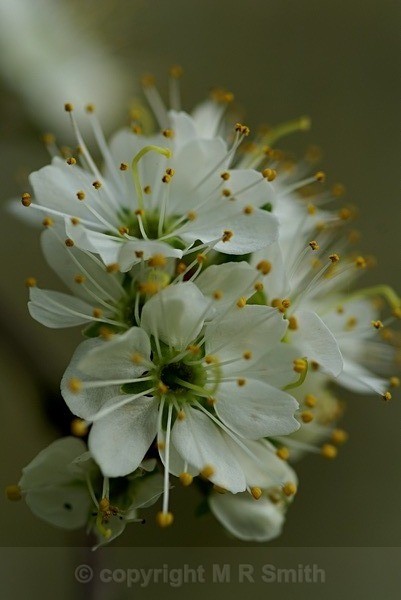 Blossom Cluster - MACRO & CLOSE UPS
