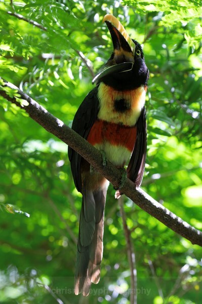  - Birds of Costa Rica and Mauritius