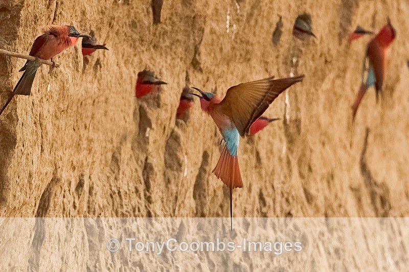 Carmine Bee-eater - Mana Pools ~ The Birds