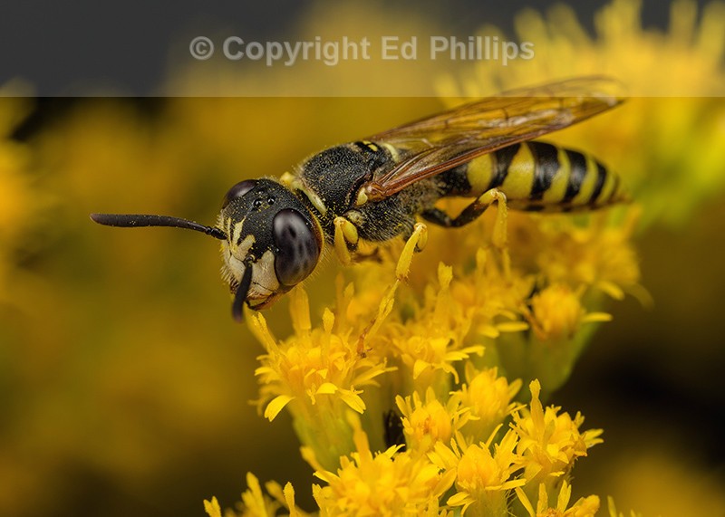 Philanthus triangulum (m)
