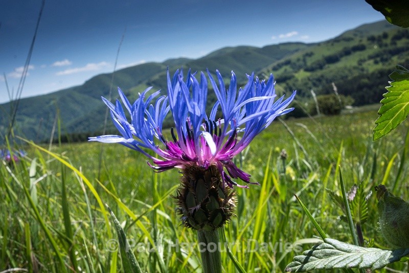  - Plants: wide-angle