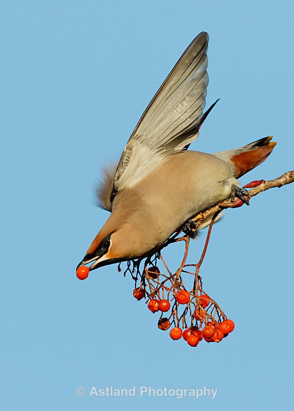 Astland Photography, Bird and Wildlife Images, Susan and Peter Wilson, U.K.