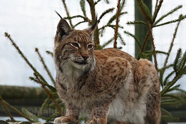 281 PETRA - BIG CATS