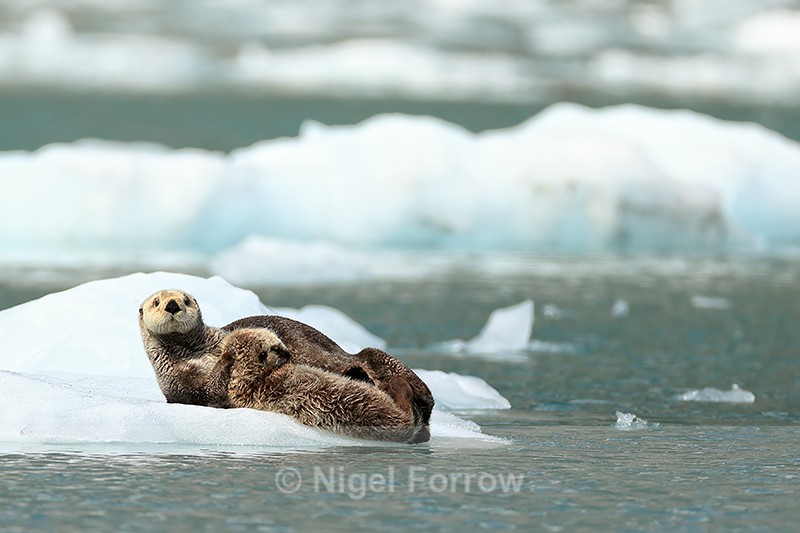 Sea Otter holds sleepy kit, Surprise Glacier, Alaska - Otter