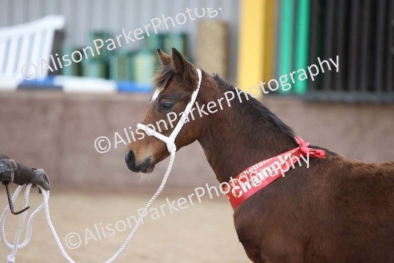 20251109-1179 - Championship