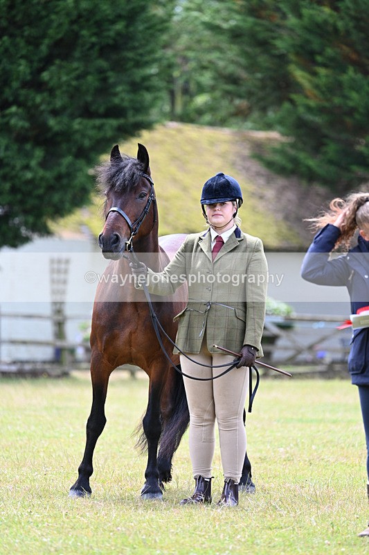 WJ7_6646 - Class 5 Handsome Gelding in hand