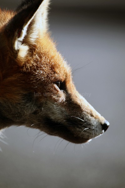  - Urban Foxes, Bristol, Great Britain