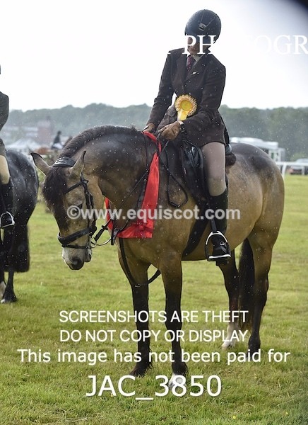 JAC_3850 - 65cm WORKING HUNTER