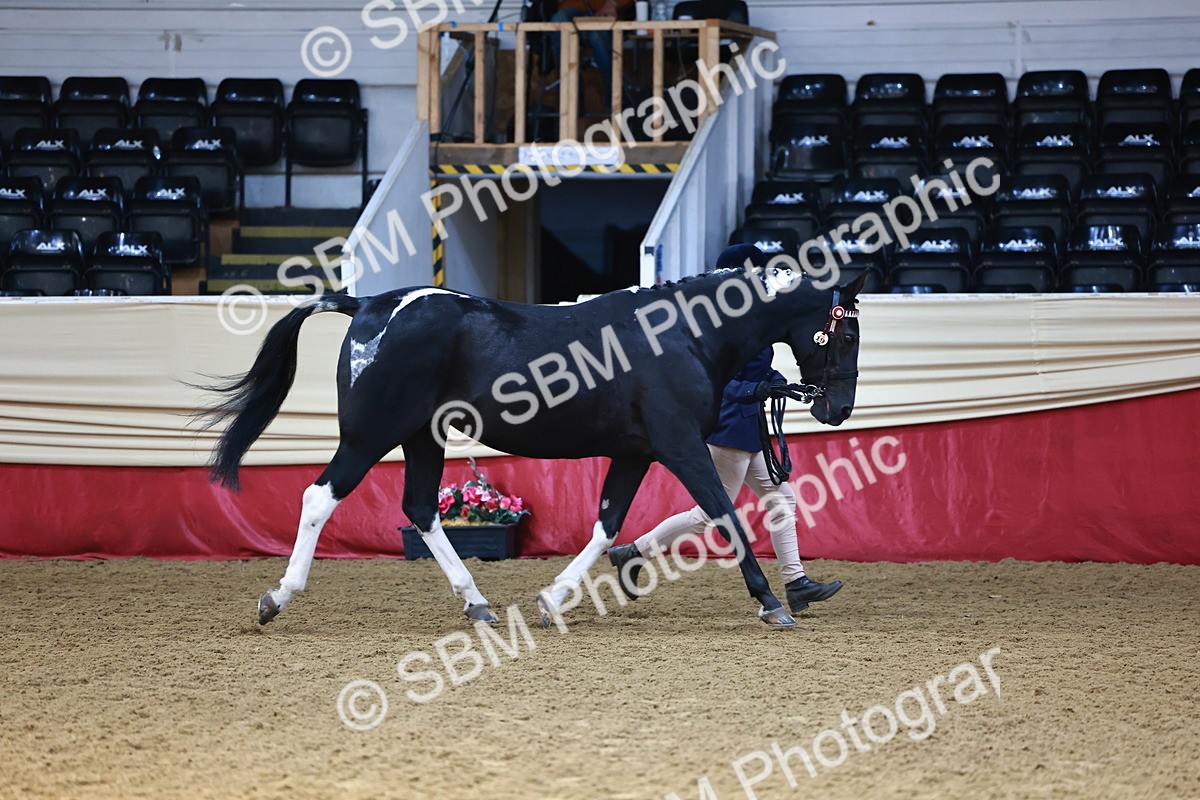 SBM_23129 - Class 903 - Supreme Final - IH Pre Vet