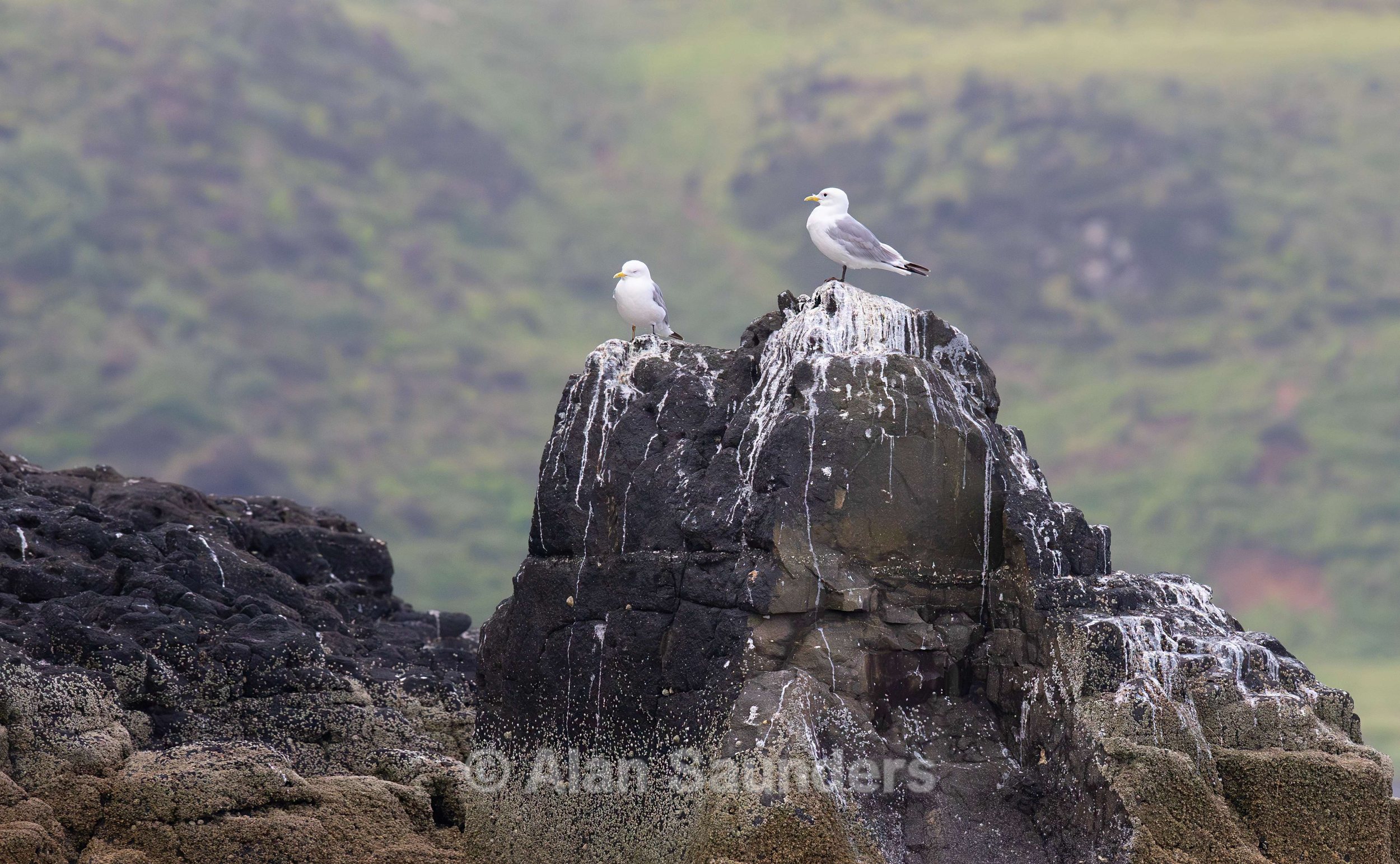 Black-Legged Kittiwake 4