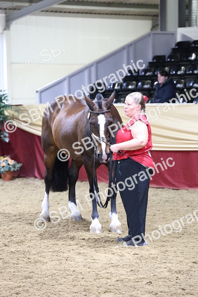 SBM_20542 - Class G - IH Large (over 148cm)Champ