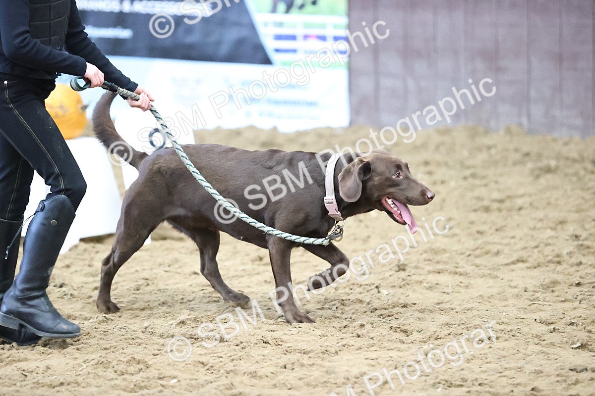 SBM_001397 - Class 3 - Horse & Hound 60cm