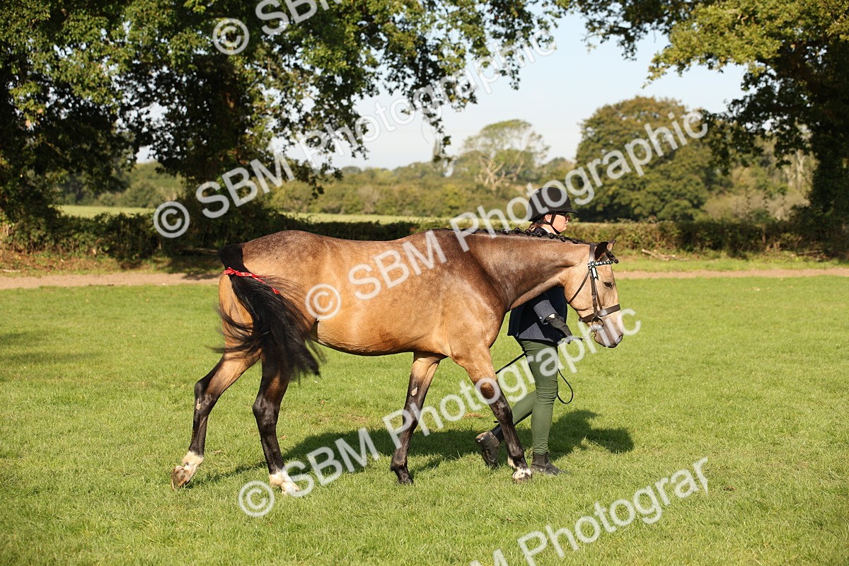 SBM_59370 - S52 - Other Coloured Horse In Hand