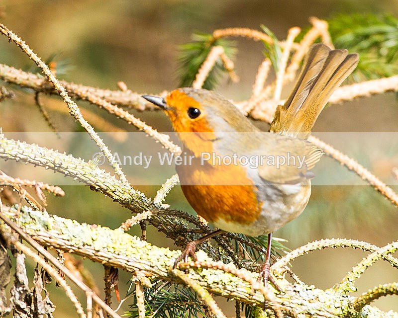 20130317-_MG_2372 - Robin
